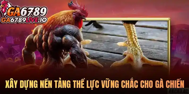 Xây dựng nền tảng thể lực vững chắc cho gà chiến